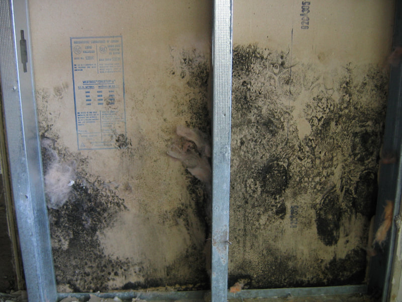 Black Mould On Drywall